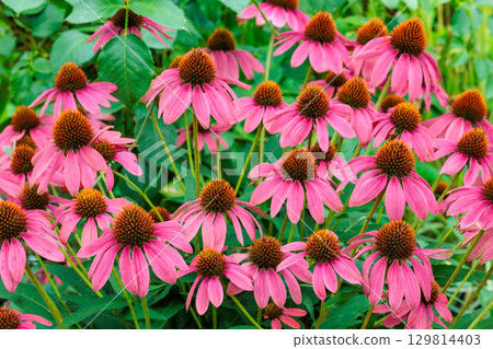 初夏花園裡盛開著美麗的粉紅紫錐菊花 初夏花園裡盛開著美麗的粉紅紫錐菊花 129814403