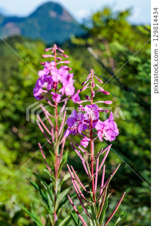 Beautiful fireweed flowers illuminated by the morning sun on the plateau 129814434
