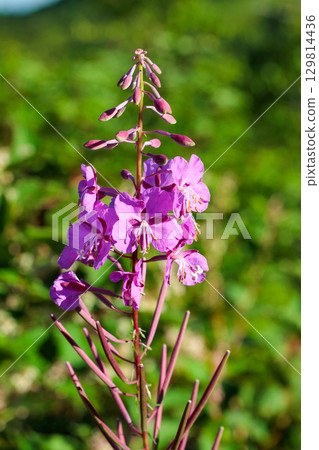 高原上清晨陽光照射下美麗的柳蘭花 129814436