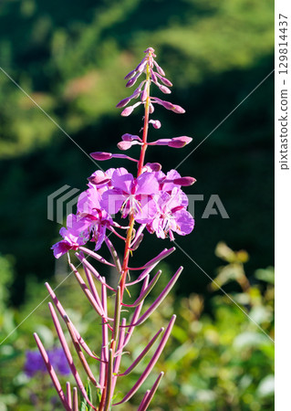 高原上清晨陽光照射下美麗的柳蘭花 129814437