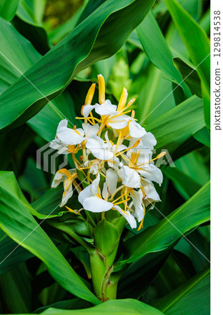 Beautiful blooming Shukusha flowers in the summer garden 129814538