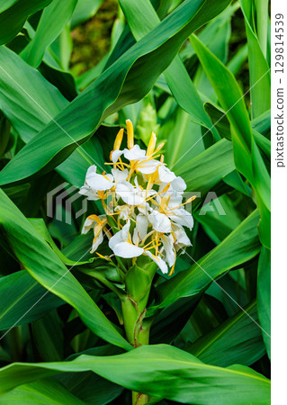 Beautiful blooming Shukusha flowers in the summer garden 129814539