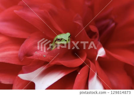 花上的訪客 花上的訪客 129814873