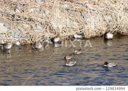 Flock of Cogamo 129814994