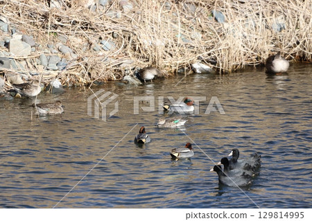 A flock of teal and a coot 129814995