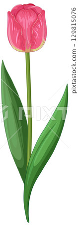 Elegant Pink Tulip Vector Illustration 129815076