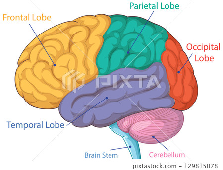 Colorful Human Brain Anatomy Vector Illustration 129815078