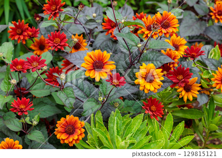 Heliopsis Bleeding Hearts flowers bloom beautifully in the summer garden Heliopsis Bleeding Hearts flowers bloom beautifully in the summer garden 129815121