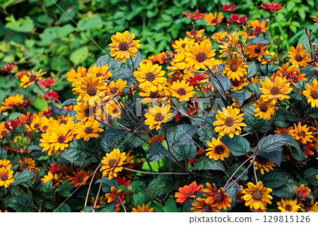 Heliopsis Bleeding Hearts flowers bloom beautifully in the summer garden Heliopsis Bleeding Hearts flowers bloom beautifully in the summer garden 129815126