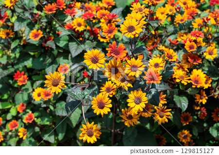 Heliopsis Bleeding Hearts flowers bloom beautifully in the summer garden Heliopsis Bleeding Hearts flowers bloom beautifully in the summer garden 129815127
