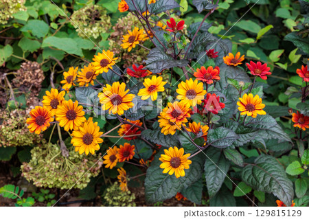 Heliopsis Bleeding Hearts flowers bloom beautifully in the summer garden Heliopsis Bleeding Hearts flowers bloom beautifully in the summer garden 129815129