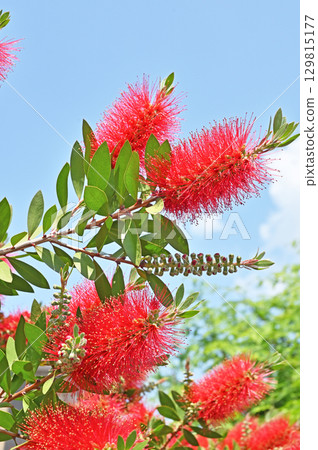 Tree - Bottlebrush, Myrtaceae 129815177