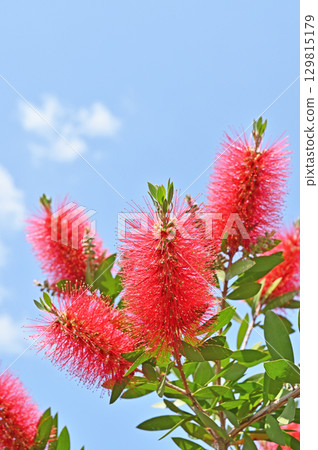 樹 - 瓶刷屬植物，桃金孃科 129815179