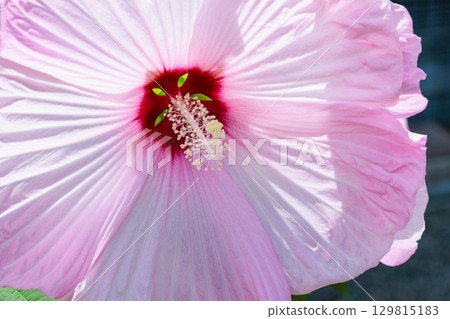 夏日花園中盛開的淡粉紅色 Titanobicus 花 夏日花園中盛開的淡粉紅色 Titanobicus 花 129815183