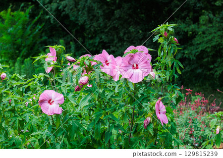 Pink titanbicus flowers blooming in a summer garden Pink titanbicus flowers blooming in a summer garden 129815239