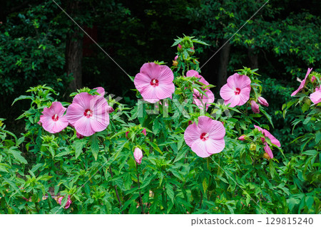 Pink titanbicus flowers blooming in a summer garden Pink titanbicus flowers blooming in a summer garden 129815240