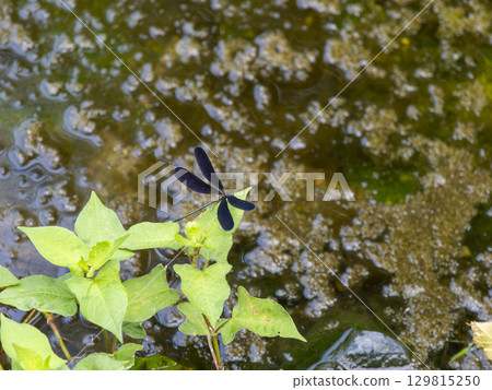 一隻蜻蜓停在水邊的一片葉子上 一隻蜻蜓停在水邊的一片葉子上 129815250