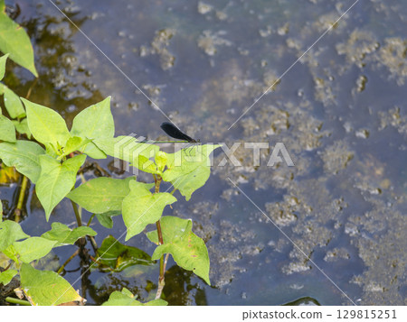 一隻蜻蜓停在水邊的一片葉子上 一隻蜻蜓停在水邊的一片葉子上 129815251