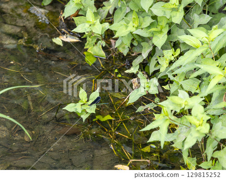 一隻蜻蜓停在水邊的一片葉子上 一隻蜻蜓停在水邊的一片葉子上 129815252