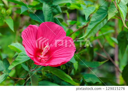 夏日花園中盛開的紅色 titanbicus 花 129815276