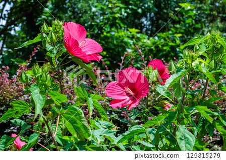 夏日花園中盛開的紅色 titanbicus 花 夏日花園中盛開的紅色 titanbicus 花 129815279