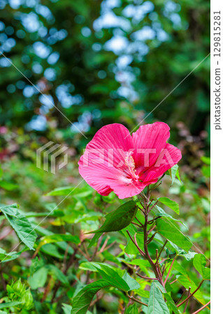 夏日花園中盛開的紅色 titanbicus 花 129815281