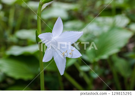 森林裡盛開的美麗玉簪花 森林裡盛開的美麗玉簪花 129815291