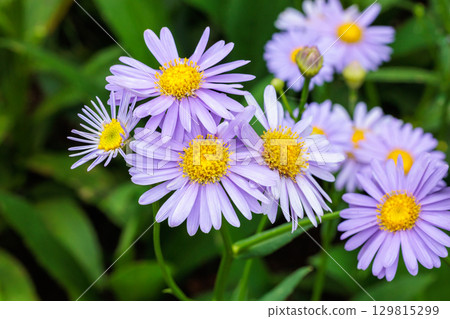 Beautiful Korean lily flowers blooming in the summer garden 129815299