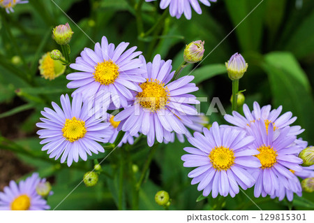 Beautiful Korean lily flowers blooming in the summer garden 129815301