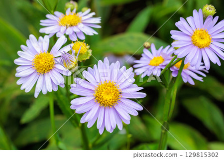 Beautiful Korean lily flowers blooming in the summer garden 129815302