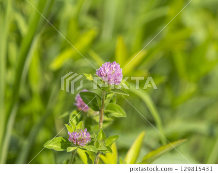 Purple clover blooming on the riverbed 129815431
