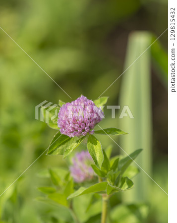 Purple clover blooming on the riverbed Purple clover blooming on the riverbed 129815432