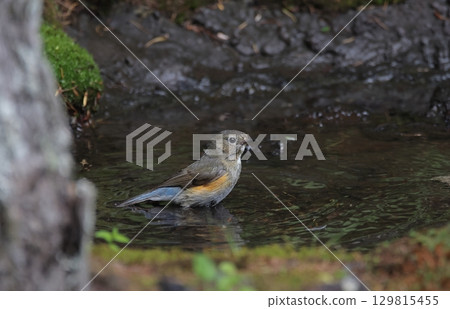 一隻雌性藍白霸鶲在水中沐浴 一隻雌性藍白霸鶲在水中沐浴 129815455