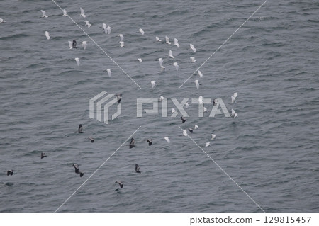 Great Egret and Grey Heron Crossing the Sea 129815457