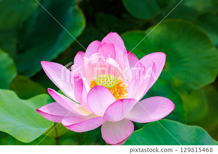 清晨，池塘裡盛開著美麗的粉紅蓮花 129815468