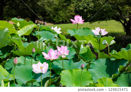 清晨,池塘裡盛開著美麗的粉紅蓮花 清晨,池塘裡盛開著美麗的粉紅蓮花 129815471