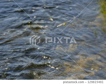 Dragonfly flying over the river 129815481