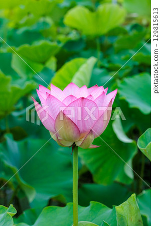 Beautiful pink lotus flower buds blooming in a pond early in the morning Beautiful pink lotus flower buds blooming in a pond early in the morning 129815613