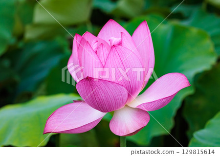 Beautiful pink lotus flower buds blooming in a pond early in the morning 129815614