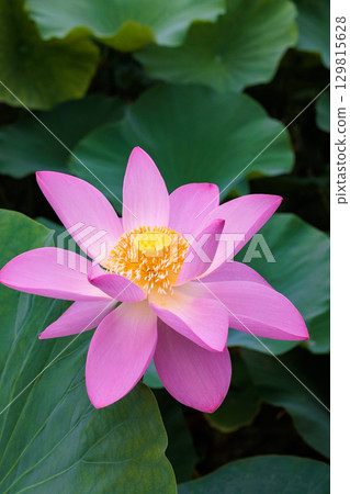 Beautiful pink lotus flowers blooming in a pond early in the morning 129815628