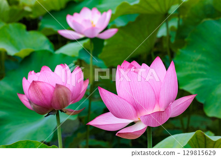 Beautiful pink lotus flowers blooming in a pond early in the morning Beautiful pink lotus flowers blooming in a pond early in the morning 129815629