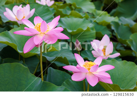 Beautiful pink lotus flowers blooming in a pond early in the morning Beautiful pink lotus flowers blooming in a pond early in the morning 129815630