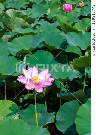 Beautiful lotus flower surrounded by lotus leaves blooming in a pond early in the morning 129815742