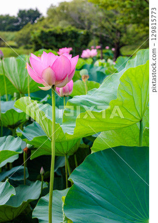盛開在池塘裡的美麗蓮花蕾 129815773