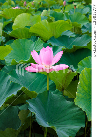 盛開在池塘裡的美麗蓮花蕾 129815777