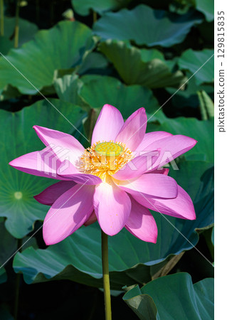 夏日清晨，池塘裡盛開著美麗的粉紅色蓮花的特寫 129815835