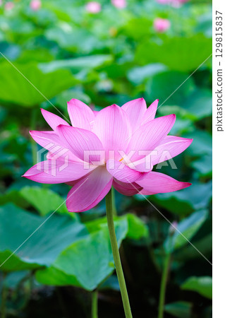Close-up of beautifully blooming pink lotus flowers in a pond early in the summer morning 129815837