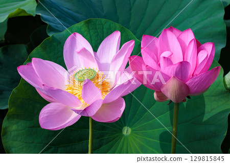 夏日清晨，池塘裡盛開著美麗的粉紅色蓮花的特寫 129815845