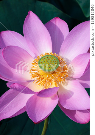 Close-up of beautifully blooming pink lotus flowers in a pond early in the summer morning 129815846