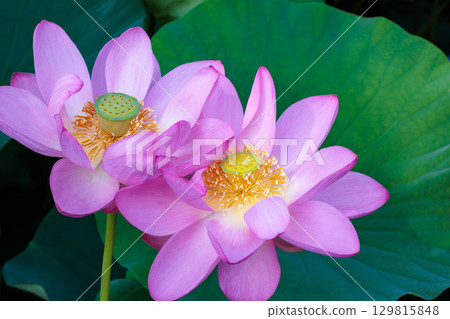 夏日清晨，池塘裡盛開著美麗的粉紅色蓮花的特寫 129815848